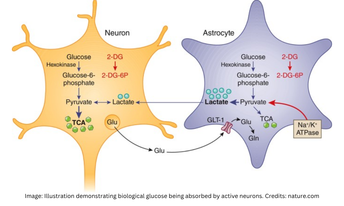 Neuronal Glucose Absorption