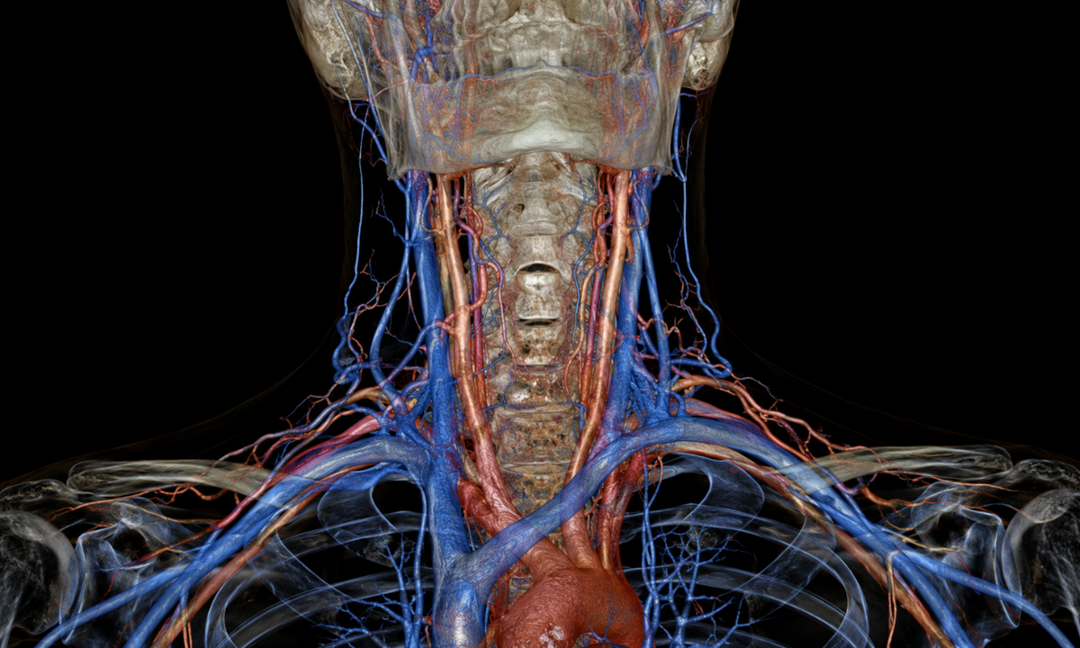 Blood Vessels